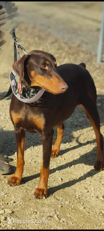 Ruby – Doberman Pinscher puppy for sale in Monrovia, IN