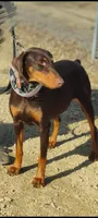 Ruby, a female Doberman Pinscher for sale in Monrovia, IN – 1 of 1