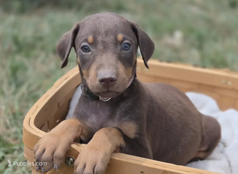 Red girl – Doberman Pinscher puppy for sale in Monrovia, IN