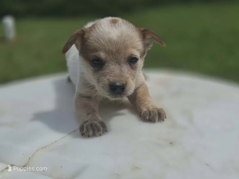 Red male – Australian Cattle Dog puppy for sale in Monrovia, IN