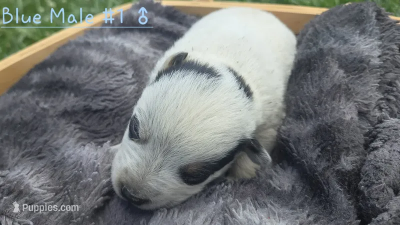 Blue male  – Australian Cattle Dog puppy for sale in Monrovia, IN
