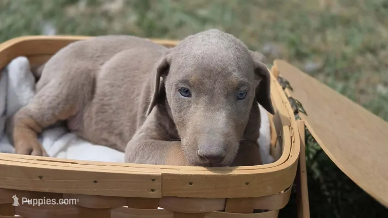 Big fawn boy – Doberman Pinscher puppy for sale in Monrovia, IN