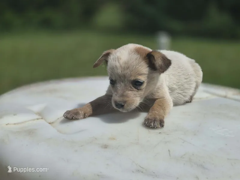 Red female 1 – Australian Cattle Dog puppy for sale in Monrovia, IN
