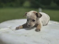 Red female 1, a female Australian Cattle Dog for sale in Monrovia, IN – 1 of 3