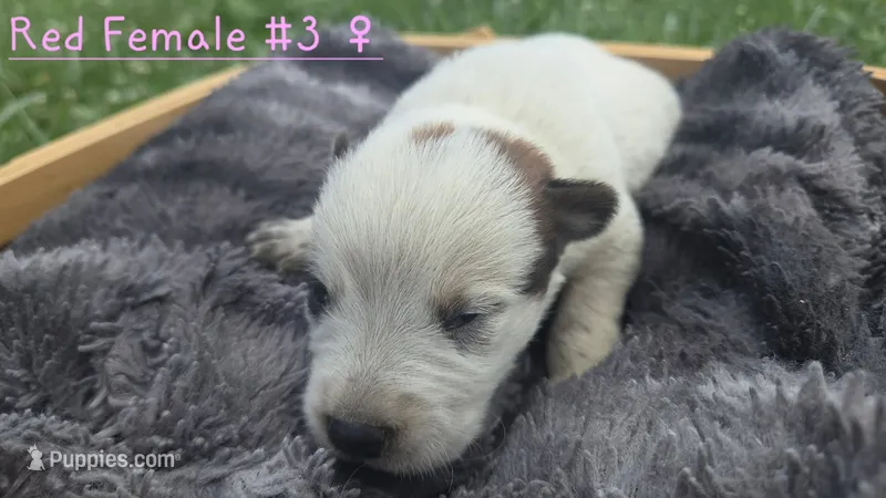 Red female 3 – Australian Cattle Dog puppy for sale in Monrovia, IN