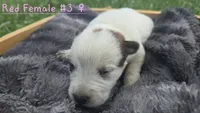Red female 3, a female Australian Cattle Dog for sale in Monrovia, IN – 1 of 1