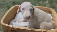 Yeti, a female Doberman Pinscher for sale in Monrovia, IN – 2 of 2