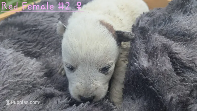 Red female 2 – Australian Cattle Dog puppy for sale in Monrovia, IN