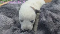 Red female 2, a female Australian Cattle Dog for sale in Monrovia, IN – 1 of 1