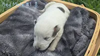 Red male, a male Australian Cattle Dog for sale in Monrovia, IN – 1 of 1