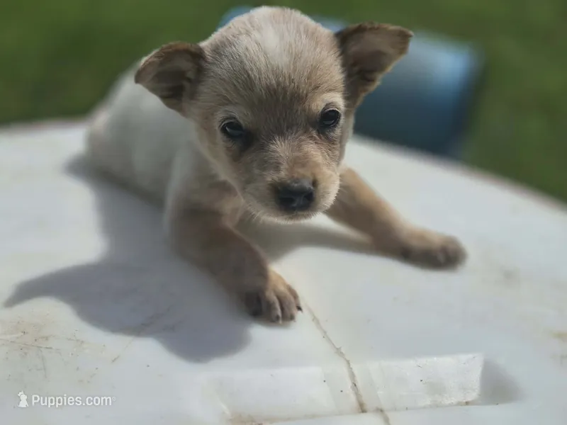 Red female 2 – Australian Cattle Dog puppy for sale in Monrovia, IN