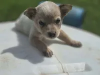 Red female 2, a male Australian Cattle Dog for sale in Monrovia, IN – 1 of 2