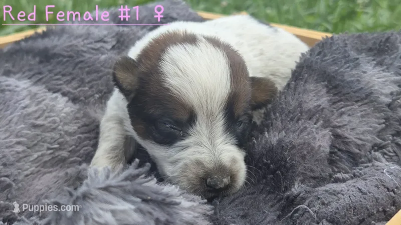 Red female 1 – Australian Cattle Dog puppy for sale in Monrovia, IN