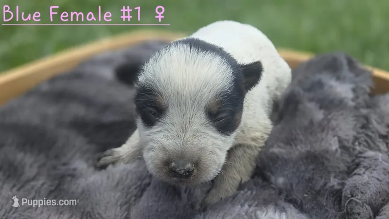 Blue female 1 – Australian Cattle Dog puppy for sale in Monrovia, IN