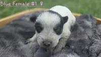 Blue female 1, a female Australian Cattle Dog for sale in Monrovia, IN – 1 of 1