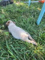 Red female 1, a female Australian Cattle Dog for sale in Monrovia, IN – 3 of 3