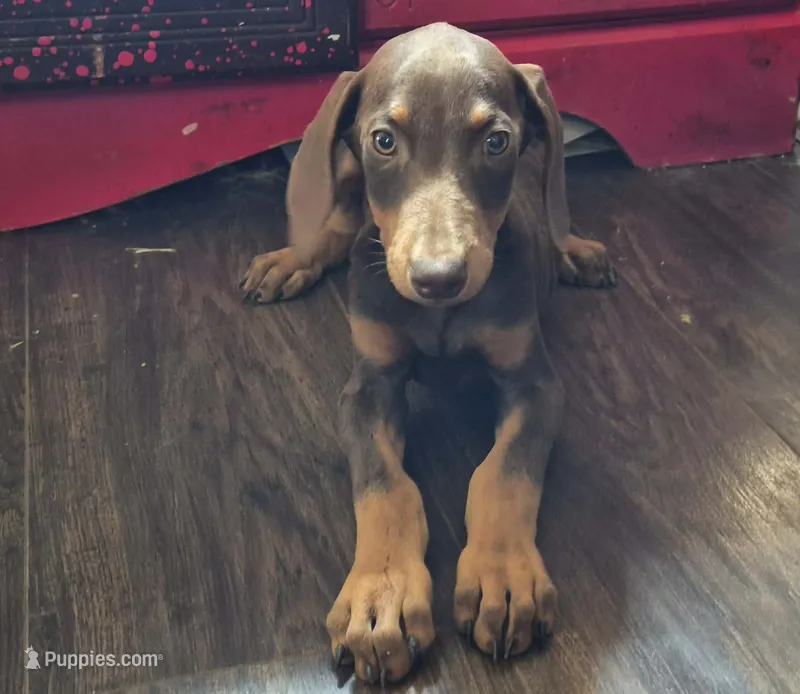 Phoenix – Doberman Pinscher puppy for sale in Monrovia, IN