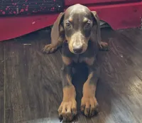 Phoenix, a male Doberman Pinscher for sale in Monrovia, IN – 1 of 2