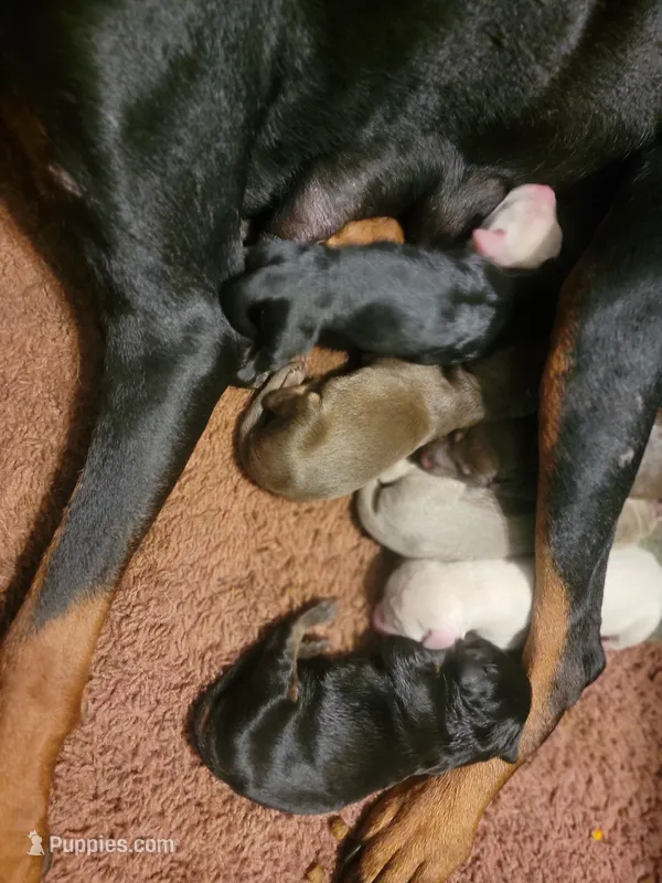 Yeti – Doberman Pinscher puppy for sale in Monrovia, IN