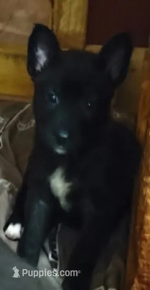 Black Betty – Alaskan Malamute, Cane Corso puppy for sale in Corunna, MI