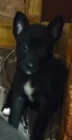 Black Betty, a female Alaskan Malamute and Cane Corso for sale in Corunna, MI – 1 of 1