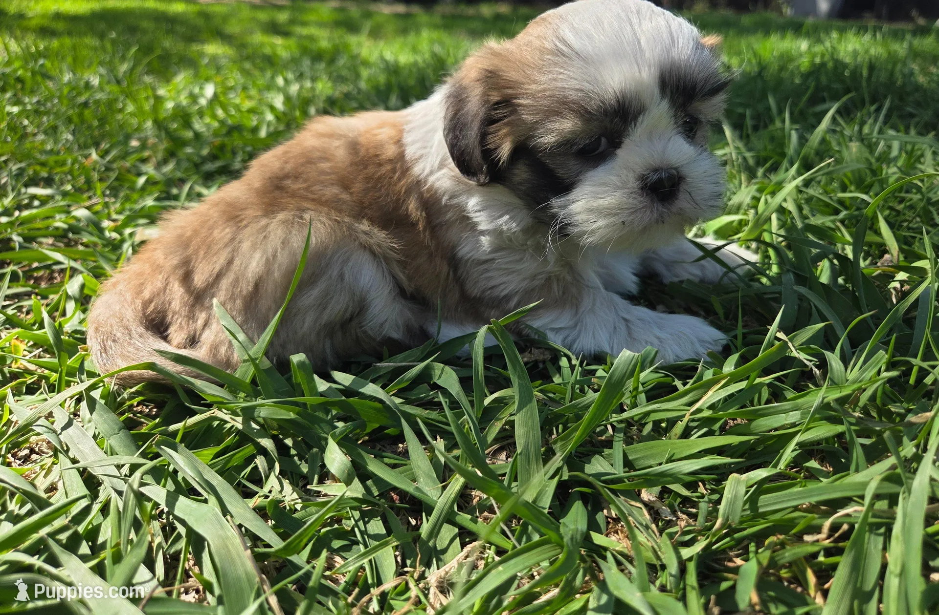 Max, a male Shih Tzu for sale in Big Lake, MN – 2 of 5