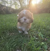 Buddy- Ready to go!, a male Shih Tzu for sale in Big Lake, MN – 7 of 7