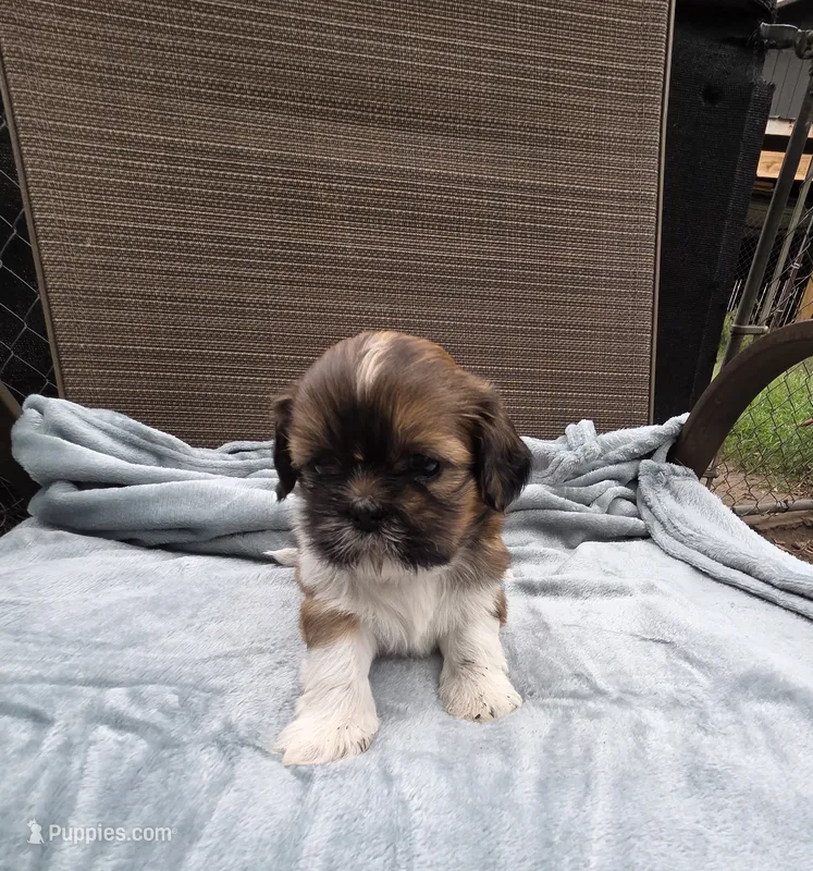 Buddy – Shih Tzu puppy for sale in Big Lake, MN