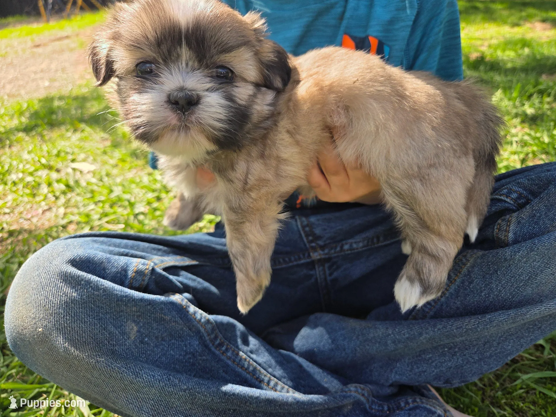 Bella, a female Shih Tzu for sale in Big Lake, MN – 2 of 4