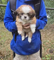 Teddy, a male Shih Tzu for sale in Big Lake, MN – 2 of 5
