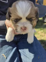 Charlie, a male Shih Tzu for sale in Big Lake, MN – 4 of 5