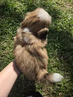 Charlie, a male Shih Tzu for sale in Big Lake, MN – 5 of 5