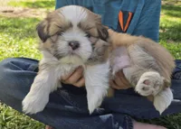 Charlie, a male Shih Tzu for sale in Big Lake, MN – 1 of 5