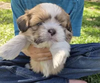 Charlie, a male Shih Tzu for sale in Big Lake, MN – 2 of 5