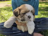 Charlie, a male Shih Tzu for sale in Big Lake, MN – 3 of 5
