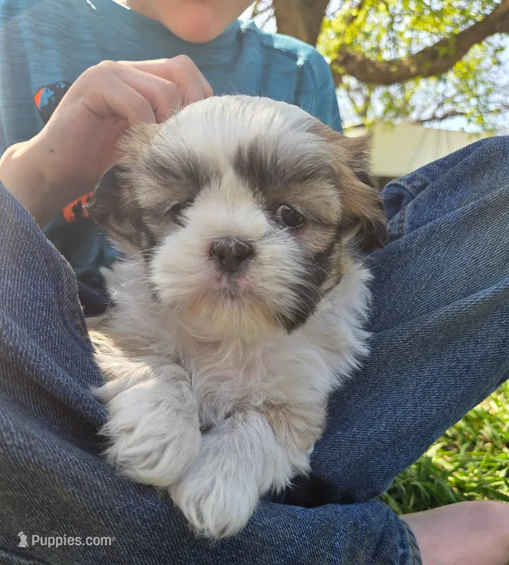 Max – Shih Tzu puppy for sale in Big Lake, MN
