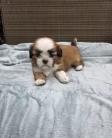Teddy, a male Shih Tzu for sale in Big Lake, MN – 4 of 5