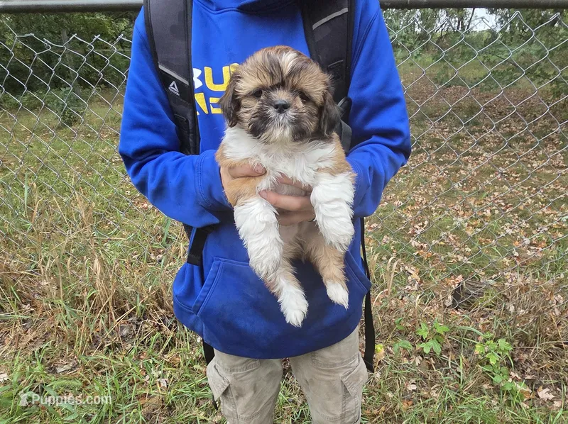 Buddy, a male Shih Tzu for sale in Big Lake, MN – 1 of 1
