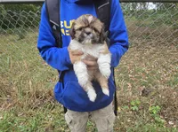 Buddy, a male Shih Tzu for sale in Big Lake, MN – 1 of 1