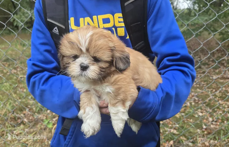 Bently – Shih Tzu puppy for sale in Big Lake, MN
