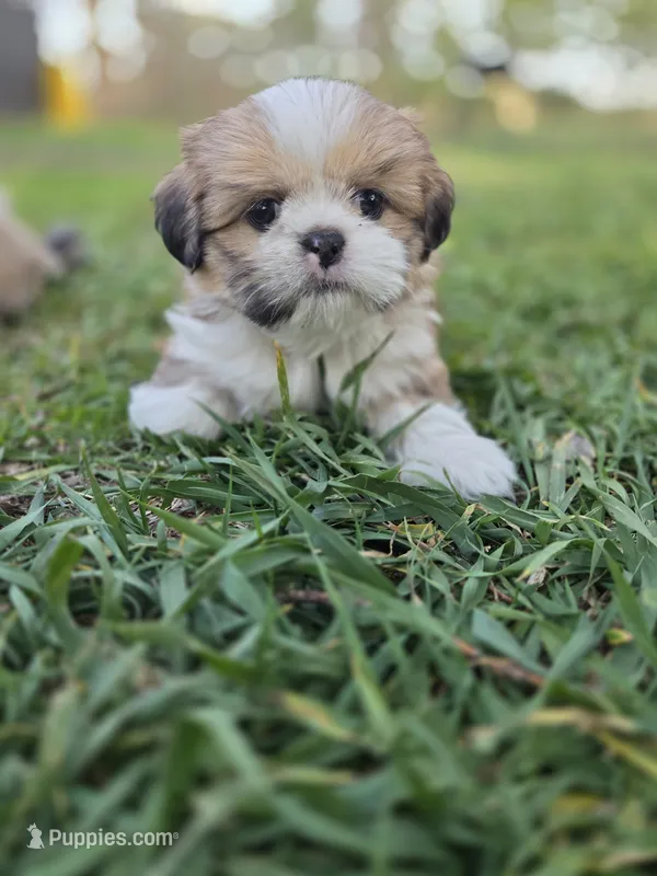 Charlie- Ready to go! – Shih Tzu puppy for sale in Big Lake, MN