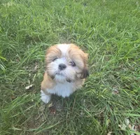 Buddy- Ready to go!, a male Shih Tzu for sale in Big Lake, MN – 6 of 7