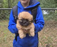 Bella, a female Shih Tzu for sale in Big Lake, MN – 2 of 2