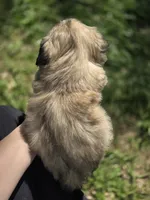 Buddy, a male Shih Tzu for sale in Big Lake, MN – 3 of 4