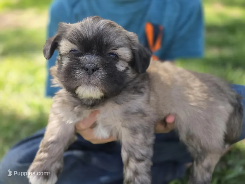 Buddy – Shih Tzu puppy for sale in Big Lake, MN