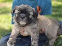 Buddy, a male Shih Tzu for sale in Big Lake, MN – 1 of 4