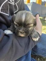 Buddy, a male Shih Tzu for sale in Big Lake, MN – 4 of 4