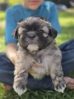 Buddy, a male Shih Tzu for sale in Big Lake, MN – 2 of 4