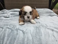 Teddy, a male Shih Tzu for sale in Big Lake, MN – 3 of 5