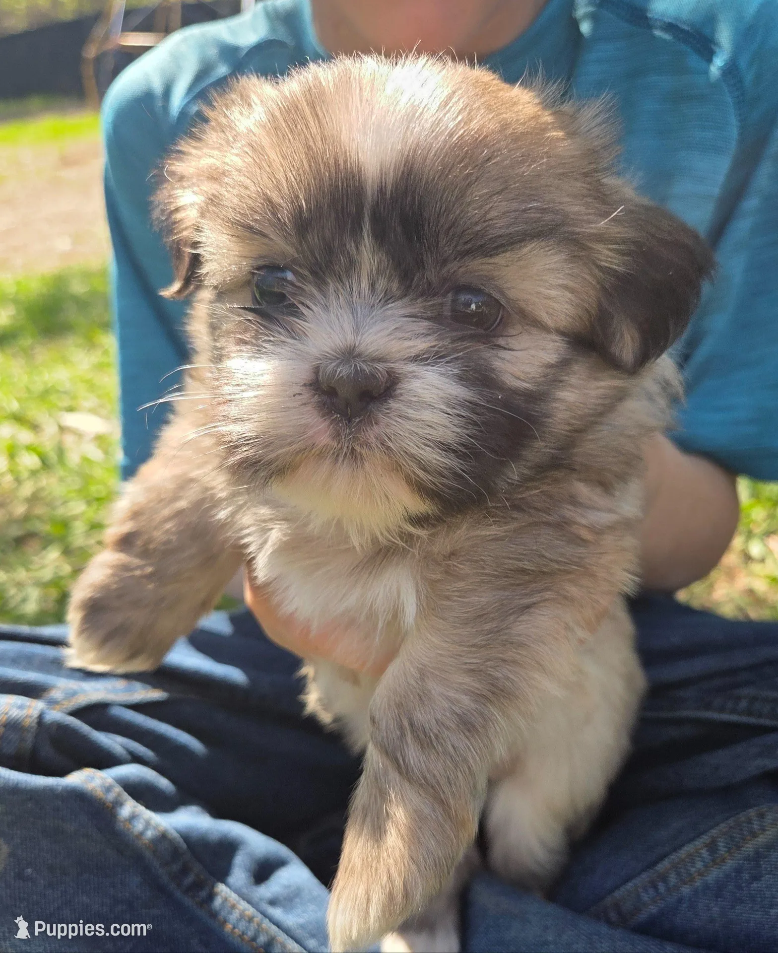 Bella, a female Shih Tzu for sale in Big Lake, MN – 3 of 4